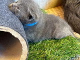 Réservation 4 chatons Chartreux LOOF nés en mai 2026