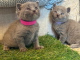 Réservation 4 chatons Chartreux LOOF nés en mai 2026
