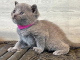 Réservation 4 chatons Chartreux LOOF nés en mai 2026