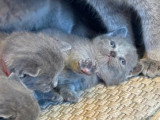 Réservation 4 chatons Chartreux LOOF nés en mai 2026