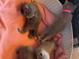 Réservation 4 chatons Chartreux LOOF nés en mai 2026