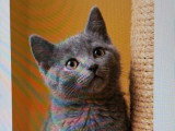 5 chatons Chartreux LOOF de mars 2026 en vente