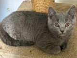 5 chatons Chartreux LOOF de mars 2026 en vente