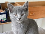 5 chatons Chartreux LOOF de mars 2026 en vente
