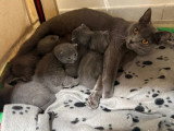 5 chatons Chartreux LOOF de mars 2026 en vente