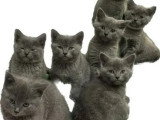 5 chatons Chartreux LOOF de mars 2026 en vente