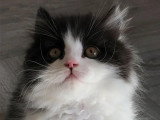 Deux chatons mâles British Longhair à réserver LOOF nés en mars 2026