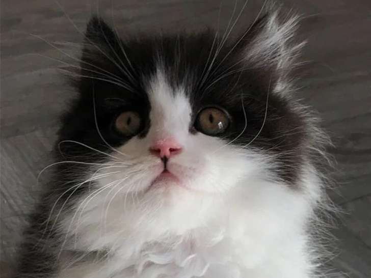 Deux chatons mâles British Longhair à réserver LOOF nés en mars 2026