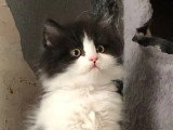 Deux chatons mâles British Longhair à réserver LOOF nés en mars 2026