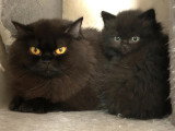 Deux chatons mâles British Longhair à réserver LOOF nés en mars 2026