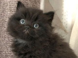 Deux chatons mâles British Longhair à réserver LOOF nés en mars 2026