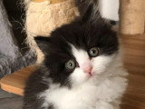 Deux chatons mâles British Longhair à réserver LOOF nés en mars 2026