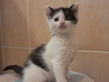 Biscotte, chatonne à adopter en association