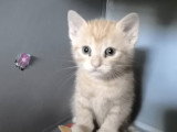 Blue, chatonne rousse à adopter en association