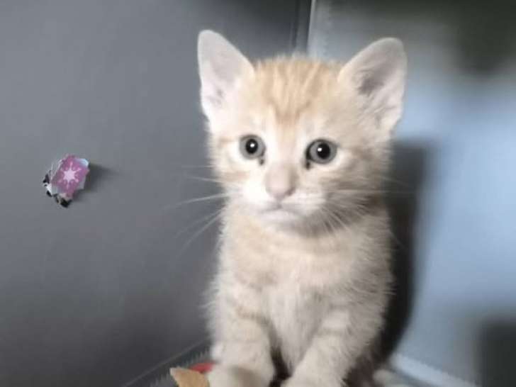 Blue, chatonne rousse à adopter en association