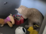 Blue, chatonne rousse à adopter en association