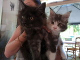 Deux chatons Maine Coon nés en mars 2026 à vendre