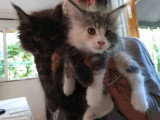Deux chatons Maine Coon nés en mars 2026 à vendre