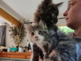 Deux chatons Maine Coon nés en mars 2026 à vendre