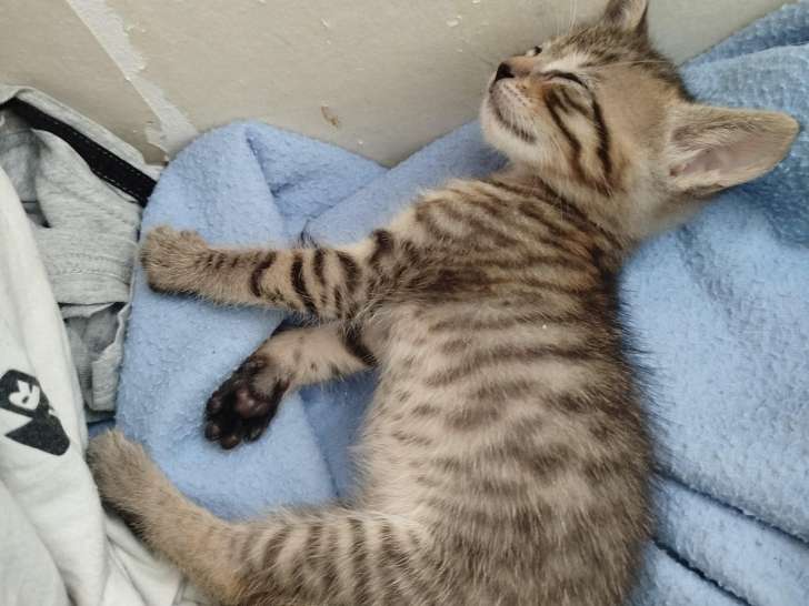 Cerise, chatonne Ă adopter en association