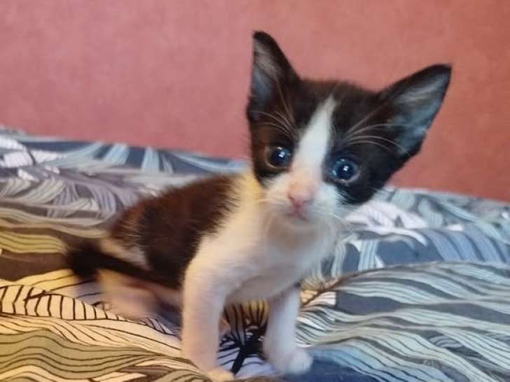 Groseille, chaton Ă adopter en association