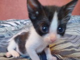 Groseille, chaton Ă adopter en association