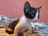 Groseille, chaton Ă adopter en association