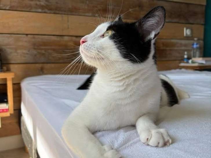 Milo, jeune chat Ă adopter en association