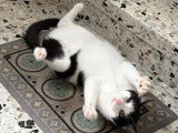 Milo, jeune chat Ă adopter en association