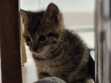 Popy, chaton tigré à adopter en association