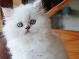 Chaton femelle British Longhair lilac tabby point inscrite au LOOF à réserver