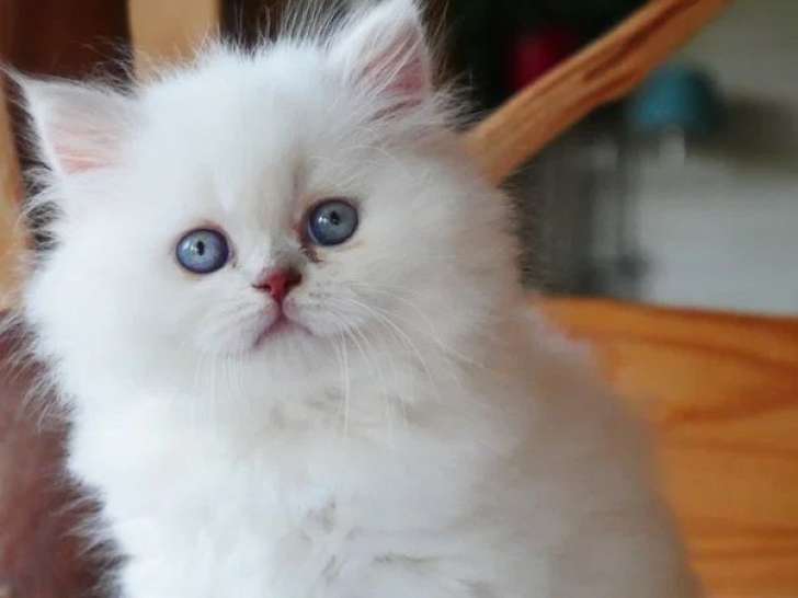Chaton femelle British Longhair lilac tabby point inscrite au LOOF à réserver