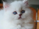 Chaton femelle British Longhair lilac tabby point inscrite au LOOF à réserver