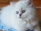 Chaton femelle British Longhair lilac tabby point inscrite au LOOF à réserver