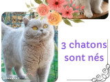 Chaton femelle British Longhair lilac tabby point inscrite au LOOF à réserver