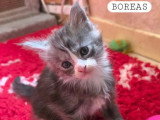 4 chatons Maine Coon LOOF nés en avril 2026 à réserver