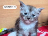 4 chatons Maine Coon LOOF nés en avril 2026 à réserver