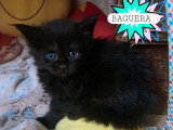 4 chatons Maine Coon LOOF nés en avril 2026 à réserver