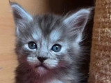 4 chatons Maine Coon LOOF nés en avril 2026 à réserver