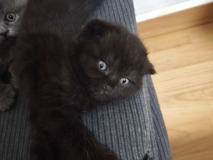 Chatons croisés à vendre (2 femelles & 1 mâle)