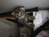 Chatons croisés à vendre (2 femelles & 1 mâle)