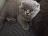 Chatons croisés à vendre (2 femelles & 1 mâle)