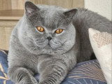 Chat British Shorthair bleu adulte d'août 2021 LOOF à vendre