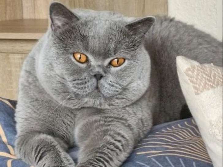 Chat British Shorthair bleu adulte d'août 2021 LOOF à vendre