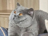 Chat British Shorthair bleu adulte d'août 2021 LOOF à vendre