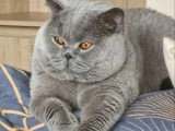 Chat British Shorthair bleu adulte d'août 2021 LOOF à vendre