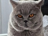 Chat British Shorthair bleu adulte d'août 2021 LOOF à vendre