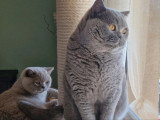 Chat British Shorthair bleu adulte d'août 2021 LOOF à vendre