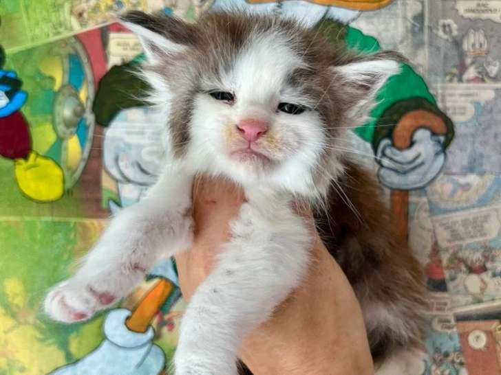 4 chatons Maine Coon mâles inscrits au LOOF à réserver, nés en avril 2026