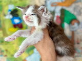 4 chatons Maine Coon mâles inscrits au LOOF à réserver, nés en avril 2026